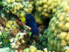 Juvenile Damselfish IMG 7020